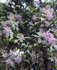 Vernonia arborea httpsuploadwikimediaorgwikipediacommonsthu