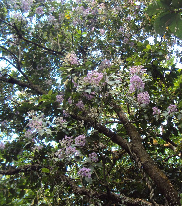 Vernonia arborea FileVernonia arborea 09JPG Wikimedia Commons