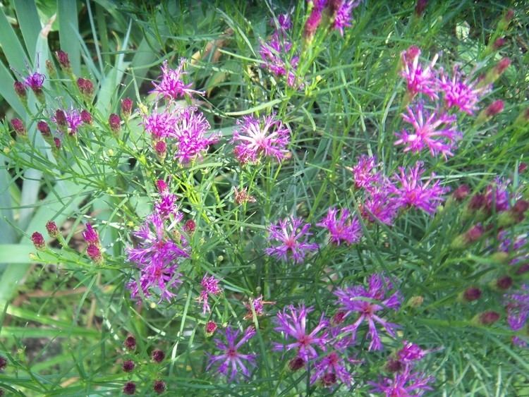 Vernonia lettermannii 1000 images about Vernonia on Pinterest Horticulture New york