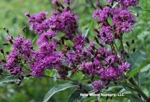 Vernonia lettermannii Vernonia lettermannii Iron Butterfly ironweed from New Moon Nurseries