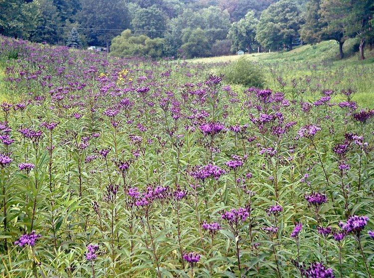 Vernonia noveboracensis New York Ironweed Vernonia noveboracensis Flora Pittsburghensis