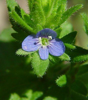 Veronica arvensis Veronica arvensis Wall Speedwell Discover Life