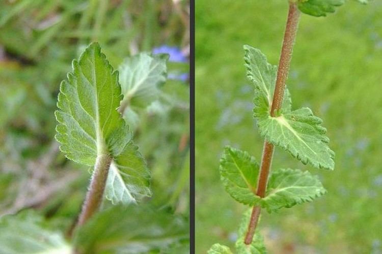 Veronica austriaca Veronica austriaca broadleaved speedwell Go Botany