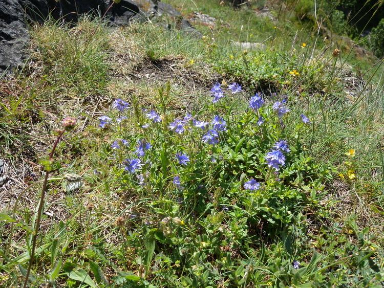 Veronica austriaca FileVeronica austriaca teucrium 2jpg Wikimedia Commons