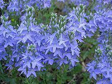 Veronica austriaca httpsuploadwikimediaorgwikipediacommonsthu