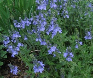 Veronica austriaca austriaca