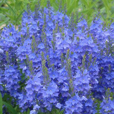 Veronica austriaca Veronica austriaca subsp teucrium 39Crater Lake Blue39