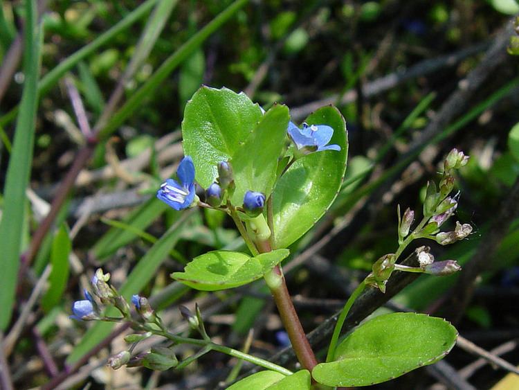 Veronica beccabunga Index of kulakbiocampuslage plantenVeronica beccabunga Beekpunge