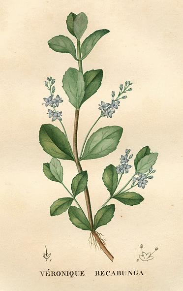 Veronica beccabunga A Modern Herbal Brooklime