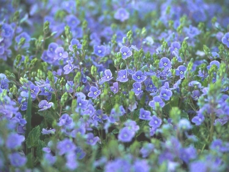 Veronica chamaedrys Veronica chamaedrys germander speedwell Go Botany