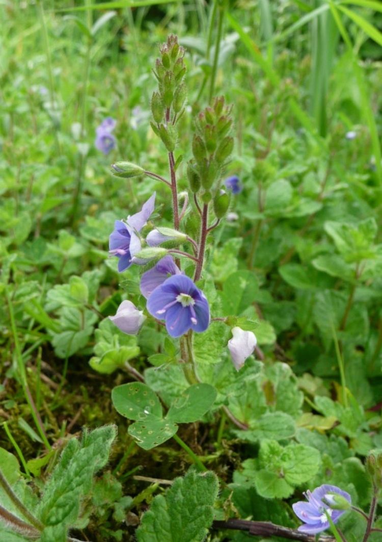 Veronica chamaedrys Germander Speedwell Veronica chamaedrys NatureSpot