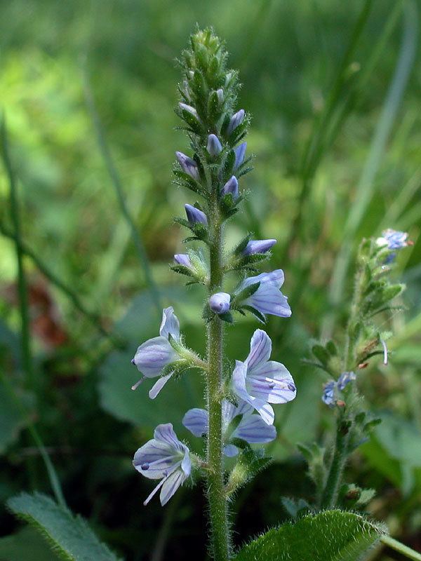 Veronica officinalis Veronica officinalis Heath Speedwell Discover Life