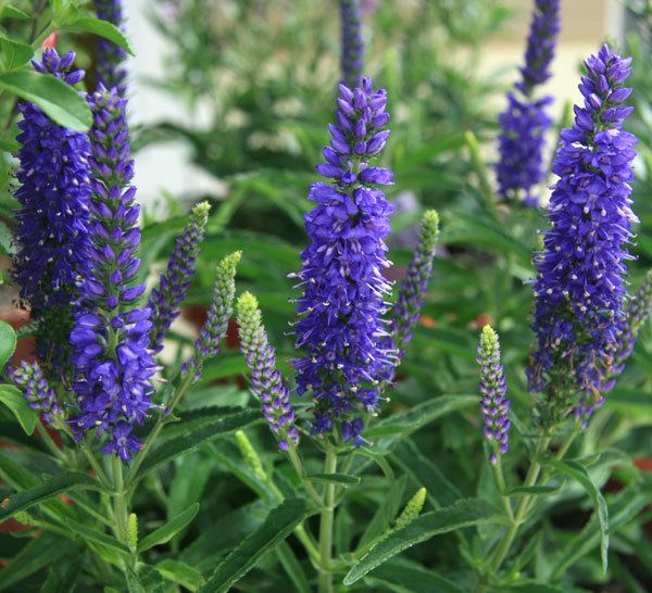 Veronica (plant) Dark Blue Moody Blues Veronica Southern Living Plants