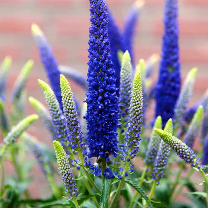 Veronica (plant) Veronica Plant First Glory Perennials S to Z Perennials A to Z