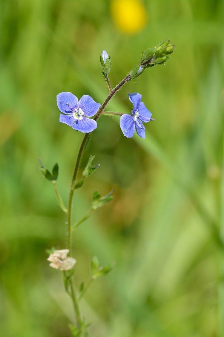 Veronica (plant) Veronica plant Wikipedia