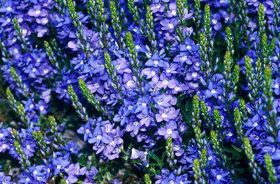 Veronica prostrata Veronica prostrata prostrate speedwellRHS Gardening