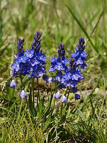 Veronica prostrata httpsuploadwikimediaorgwikipediacommonsthu