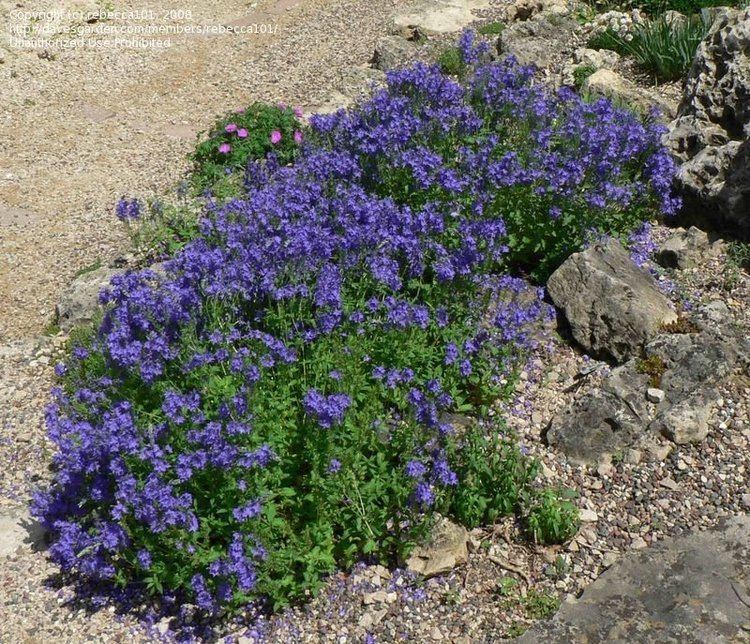 Veronica prostrata PlantFiles Pictures Prostrate Speedwell Harebell Speedwell