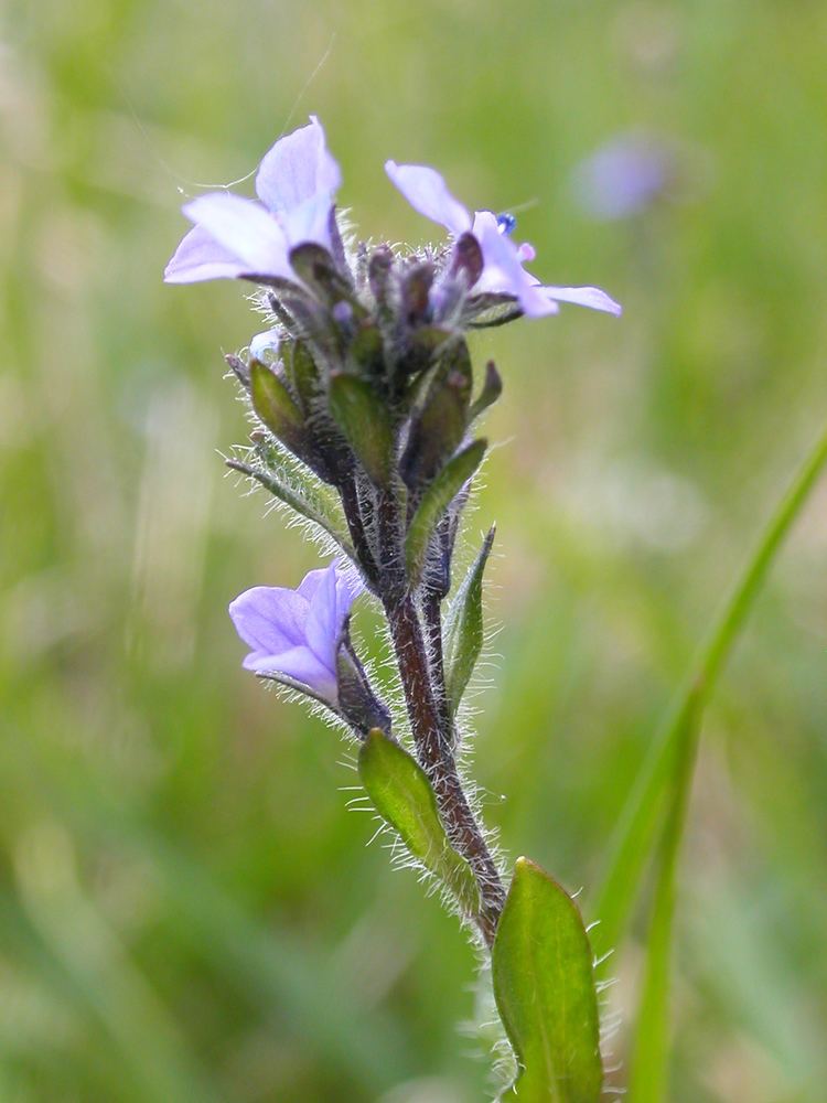 Veronica wormskjoldii Veronica wormskjoldii