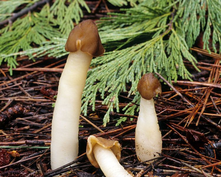 Verpa conica California Fungi Verpa conica