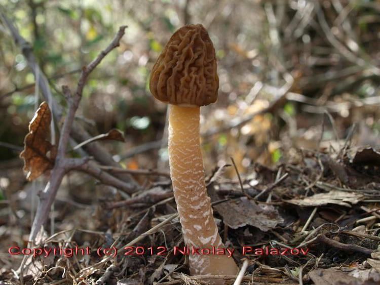 Verpa Verpa bohemica Krombh J Schrt Mushrooms in Bulgaria