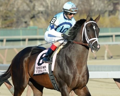 Verrazano (horse) Can Verrazano Make Kentucky Derby History
