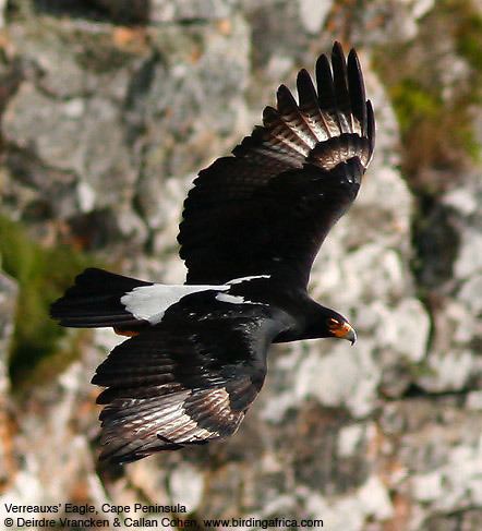 Verreaux's eagle Cape Town39s Verreaux39s Eagle chick has hatched