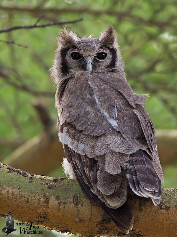 Verreaux's eagle-owl EagleOwl