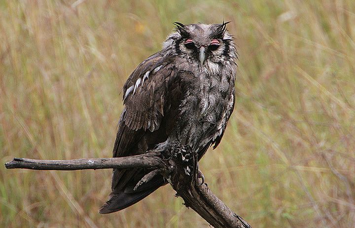 Verreaux's eagle-owl httpsuploadwikimediaorgwikipediacommons22