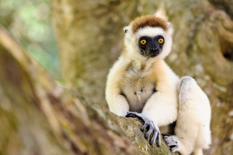 Verreaux's sifaka Verreaux39s sifaka in a tree Nahampoana Reserve Fort Dauphin