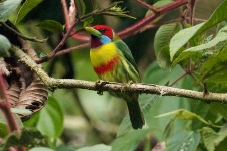 Versicoloured barbet Cloud Forests and Mountains of Manu Bird Peru and South American