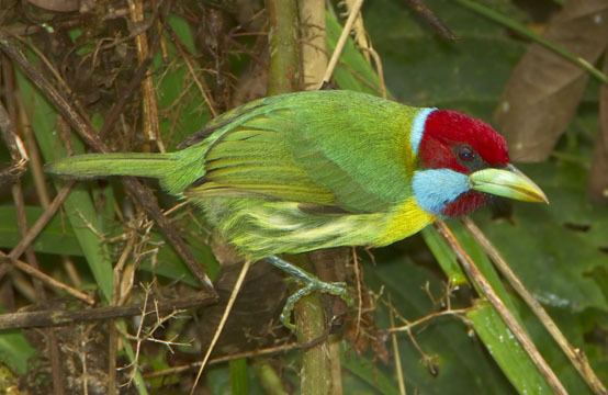 Versicoloured barbet photographs by Mark Chappell