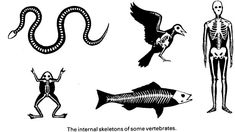 Vertebrate Ecosystems and Vertebrate Pathfinder Powered By OnCourse Systems