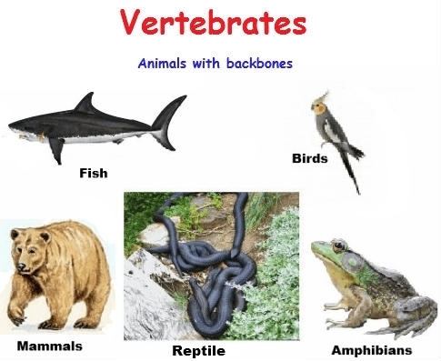 Vertebrates Are Chordates From The Subphylum Vertebrata