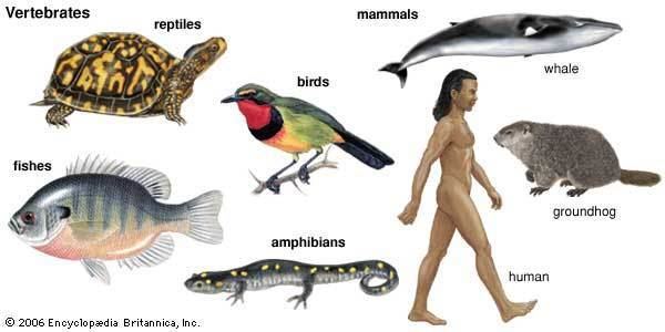 Vertebrate 5 Vertebrate Groups Britannicacom