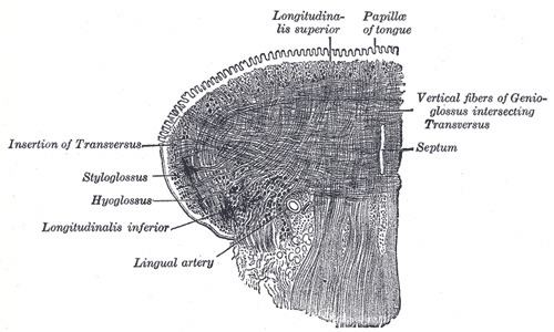 Vertical muscle of tongue