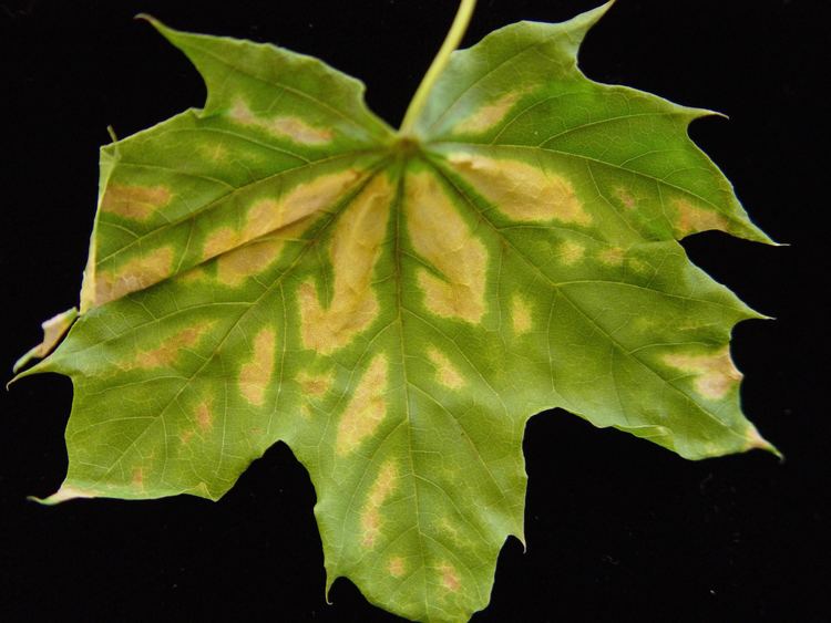 Verticillium Verticillium Wilt A Serious Disease of Trees and Shrubs News