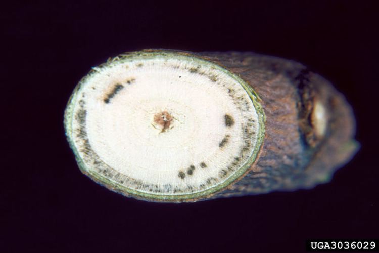 Verticillium albo-atrum Verticillium wilt Verticillium alboatrum on maple Acer spp