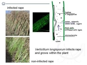Verticillium longisporum GeorgAugustUniversitt Gttingen Fungal pathogenicity and