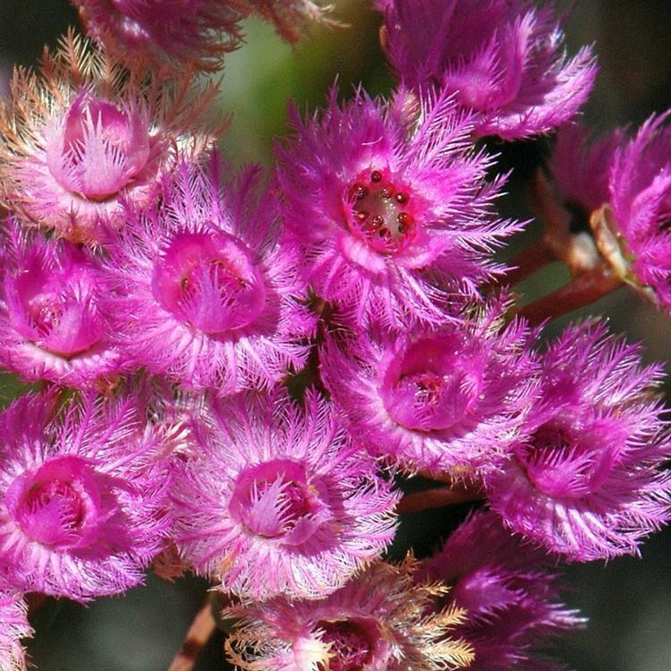 Verticordia Australian Seed Verticordia Featherflower