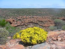 Verticordia chrysantha httpsuploadwikimediaorgwikipediacommonsthu