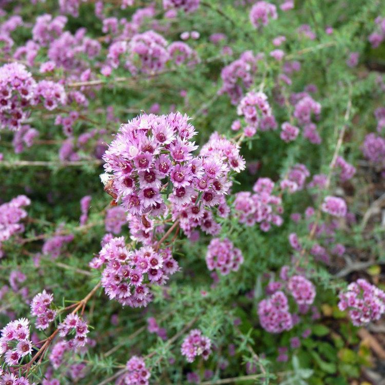 Verticordia Australian Seed VERTICORDIA plumosa