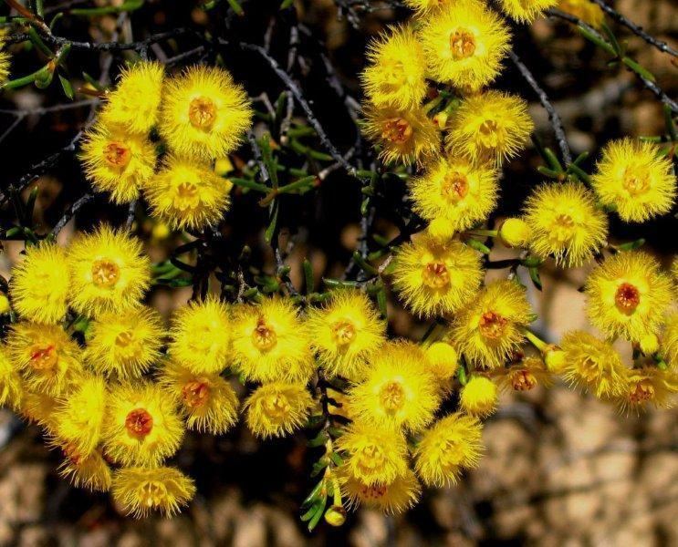 Verticordia Verticordia chrysantha Central Wheatbelt Visitor Centre