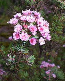 Verticordia plumosa httpsuploadwikimediaorgwikipediacommonsthu