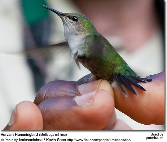Vervain hummingbird Vervain Hummingbirds Mellisuga minima