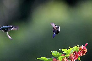 Vervain hummingbird Vervain Hummingbird Mellisuga minima Details Encyclopedia of Life
