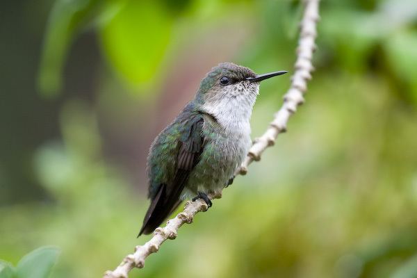 Vervain hummingbird Surfbirds Online Photo Gallery Search Results