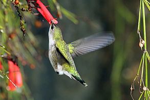 Vervain hummingbird httpsuploadwikimediaorgwikipediacommonsthu