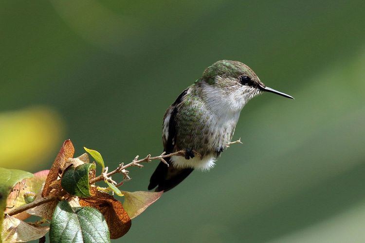 Vervain hummingbird Vervain hummingbird Wikipedia