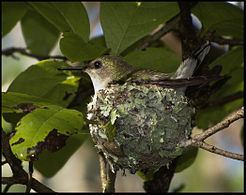 Vervain hummingbird Vervain hummingbird Wikipedia